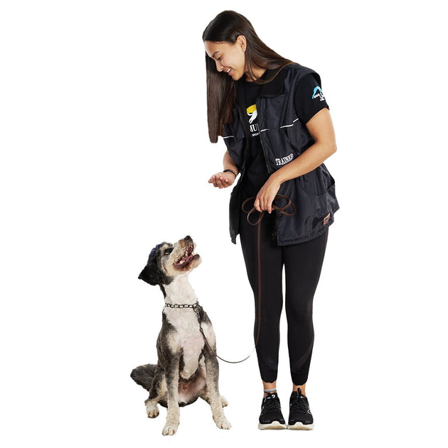 7 Key Training Commands to Unleash Your Dog's Potential Maximum K9