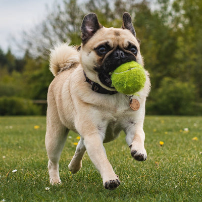 Boost Your Dog's Health with Exercise on Long Island: Discover Maximum Canine