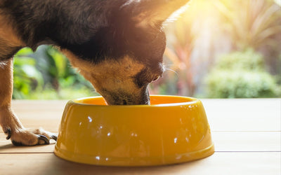 Celebrate Cinco de Mayo with These Fun DIY Dog Recipes Using Anita's by Maximum Canine