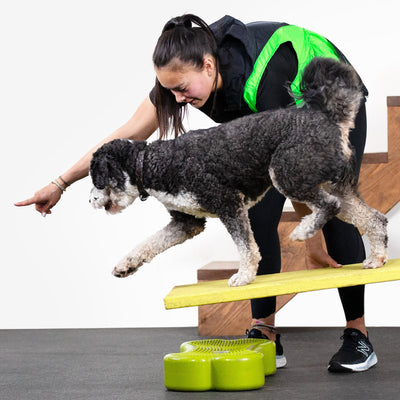 Comprehensive Dog Training Methods: Unleashing Your Dog's Full Potential