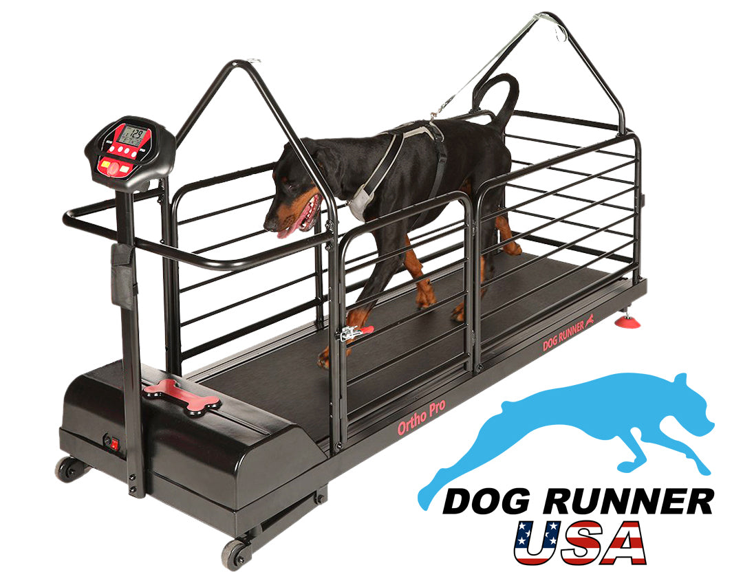 large dog exercises and training on ortho pro k9 treadmill
