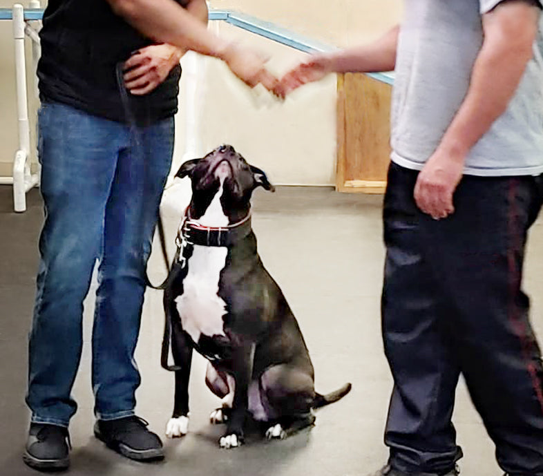 dog private training services
