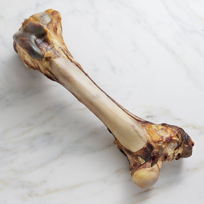 Anita's Pure Nutrition: Monster Femur Bone--Scoochie Pet Products-Maximum K9 Services