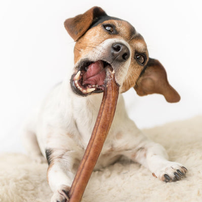 Chewing for Health: The Importance of Dog Chews and Treats by Anita's Pure Nutrition