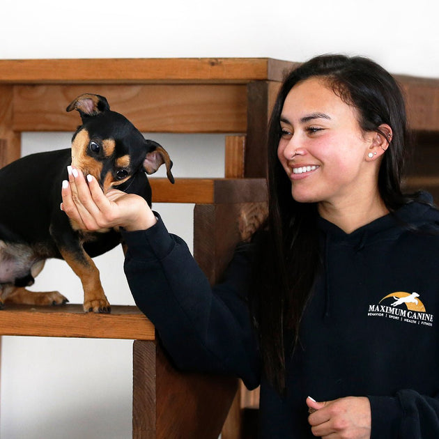 Dog Training Costs at Maximum Canine Why Your Puppy is Worth the