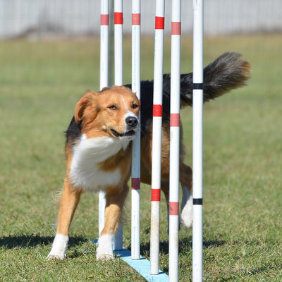 Exploring Purposeful Dog Sports & Training: Finding the Right Fit for Your Canine Companion Written by: Katie Lopez-Ortiz, Certified Dog Trainer at Maximum Canine