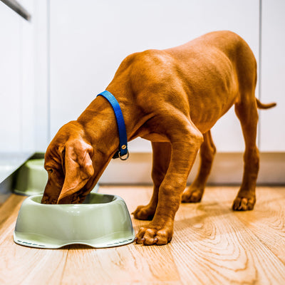 Finding Relief for Dogs with Sensitive Stomachs: The Benefits of Raw Feeding for Dogs