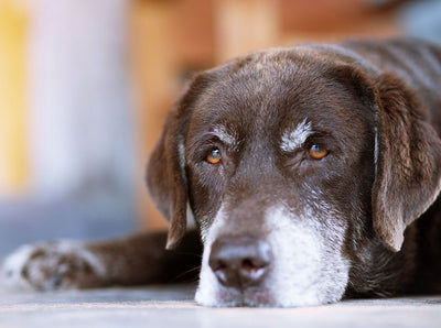 How to Prevent Arthritis in Dogs