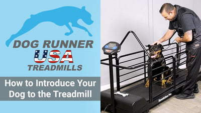How to Train Your Dog to Use an Electric Dog Treadmill