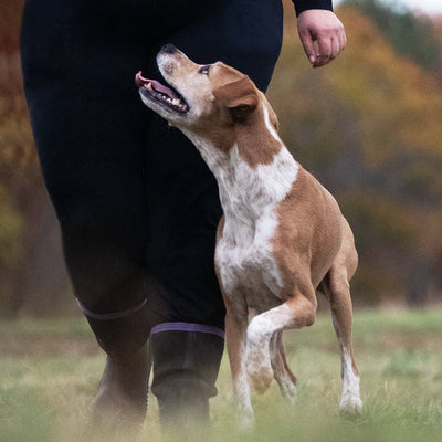 Preventing Common Dog Behavior Issues with Maximum Canine Written By: Jimmy Burns, Certified Dog Trainer at Maximum Canine