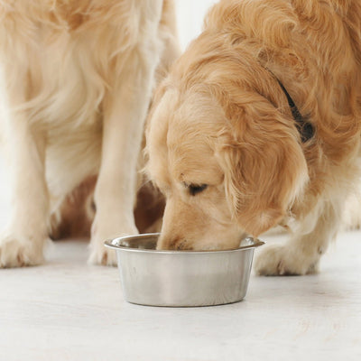 Scientifically Crafted Nutrition: The Science Behind Anita’s Dog Food Formulation