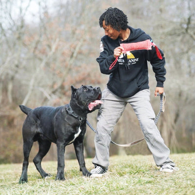 Struggling with Your Dog's Behavior? Find Solutions with Maximum Canine on Long Island