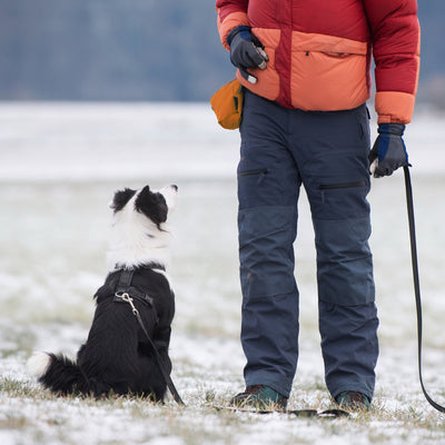 Tailoring Dog Training to Your Dog’s Unique Needs: 5 Reasons for Why Personalized Canine Training Methods Are Important