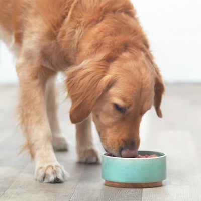 The Power of Raw Dog Food Written By: Kaleigh Moffatt Dog Nutrition Specialist