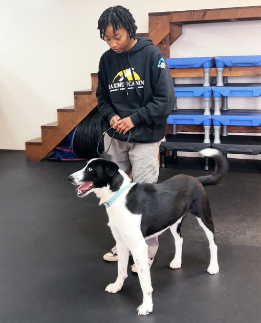 Transform Your Dog's Behavior with Our Board and Train Program in Long