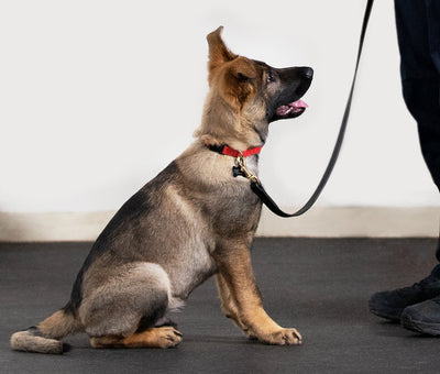 Unlocking Success: Why Early Dog Training Matters for Long Island Dogs