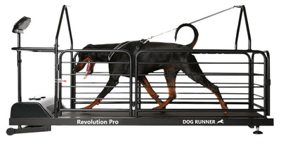 Watch the Dog Runner Treadmill in Action!