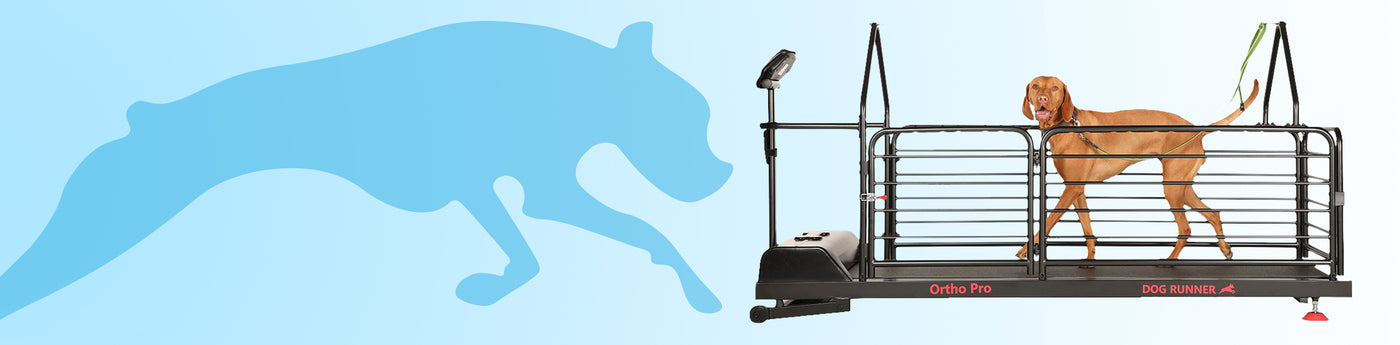 large dog training on electric dog runner treadmill