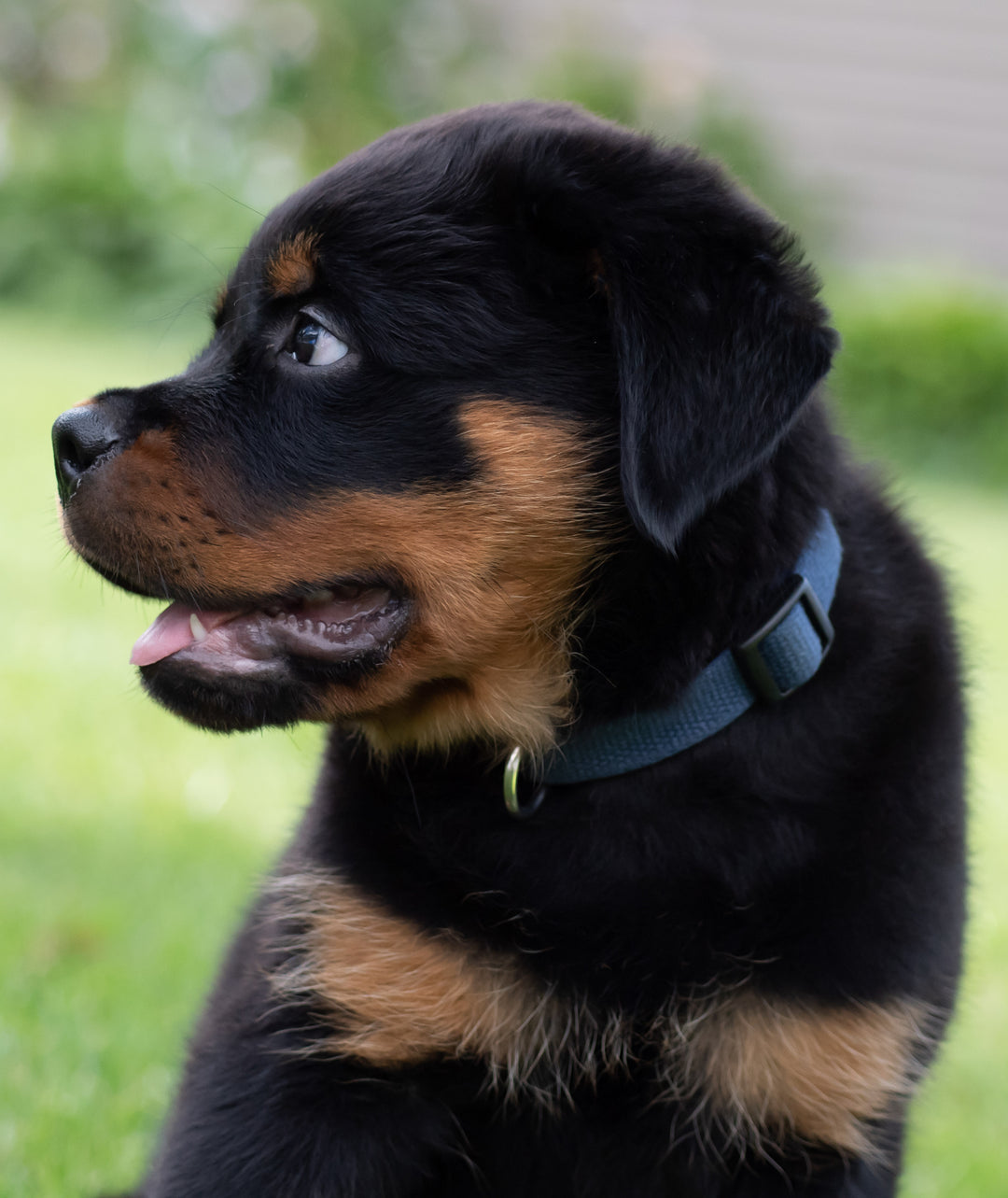 kj着Rottweiler BLACKDOGS ロンT L Rottweiler Black Dog over print jacket - Family Loves: US