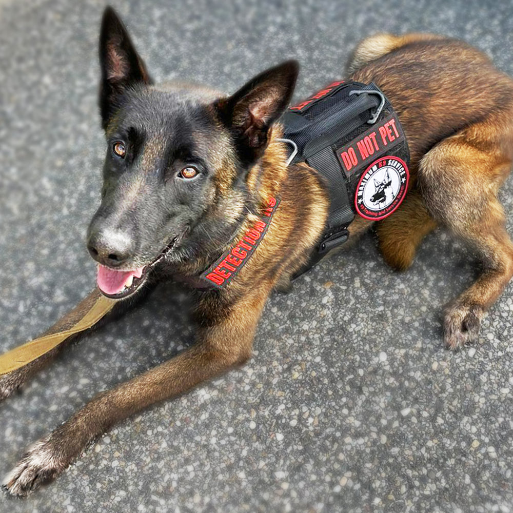 bomb detection dog