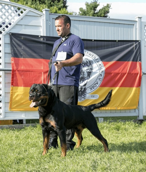 Our Dogs – Maximum K9 Services