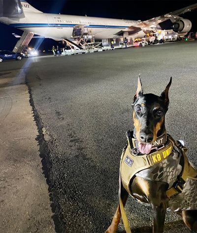 Explosm Dog Bomb Detection Dogs for Hire | Maximum Canine – Maximum K9 Services