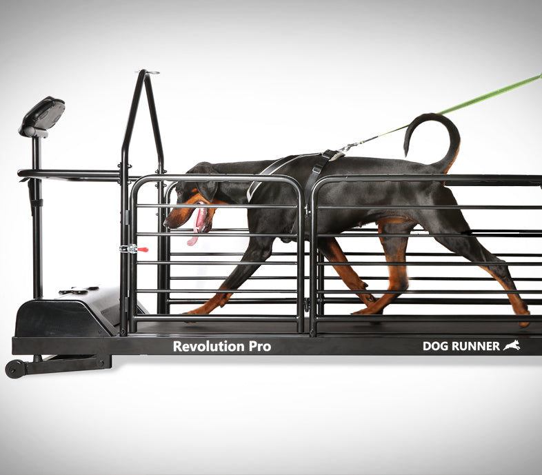 dog runner treadmill