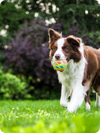 Benefits of an Electric Dog Treadmill Maximum K9 Maximum K9