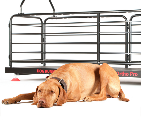 Dog Runner dog treadmill has great benefits for your dog!